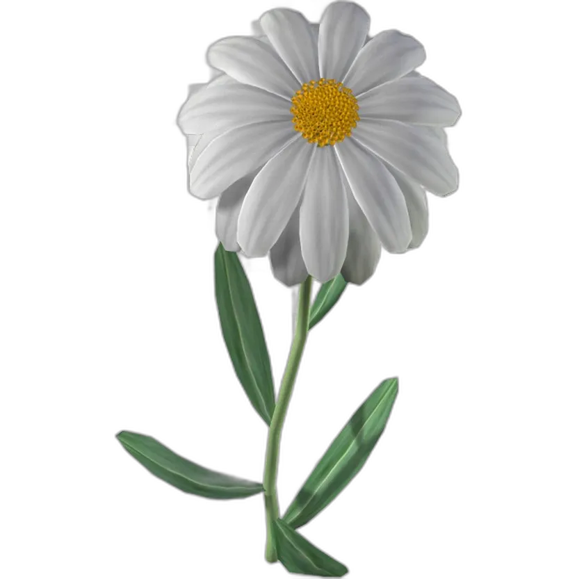 Realistic Daisy Flower