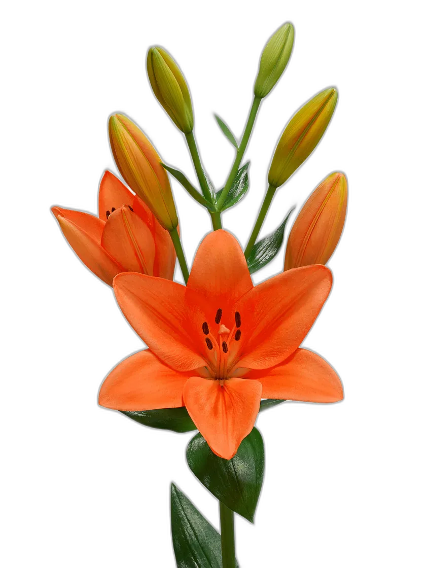 Orange Lily Flower 3D Model