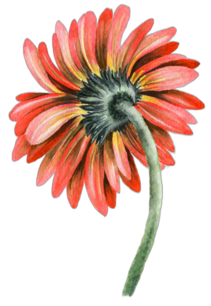 Watercolor Gerbera Daisy