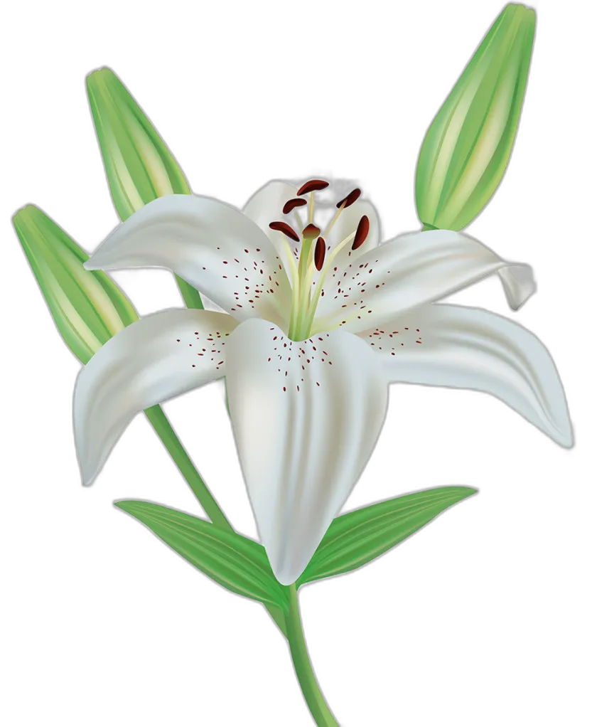 White Lily Flower with Buds