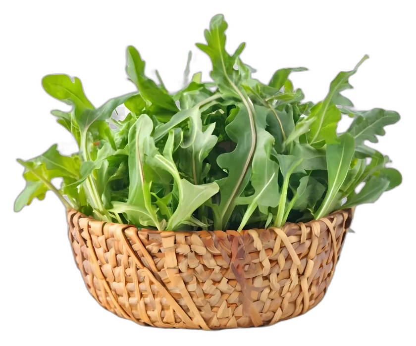 Basket of Fresh Arugula Leaves