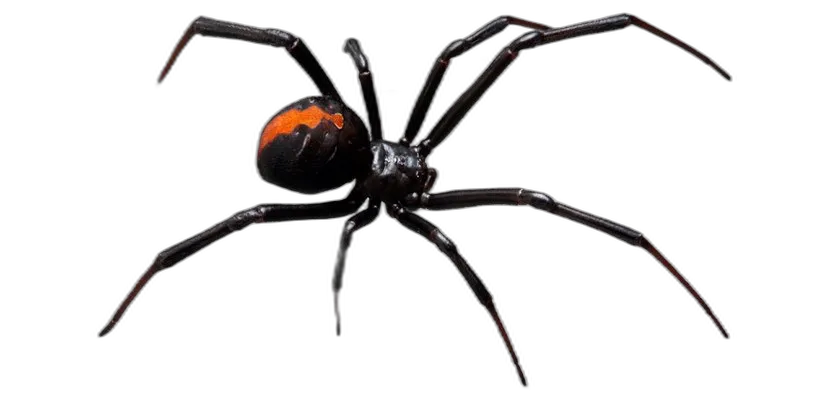 Black Widow Spider
